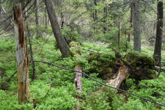 Totholz im Moorwald bei Brandten | © LBV