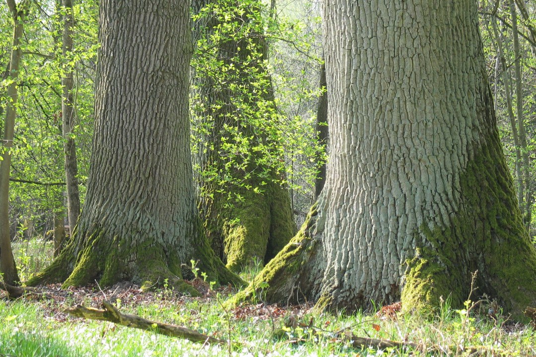 Rainer Wald | © Ch. Stiersdorfer