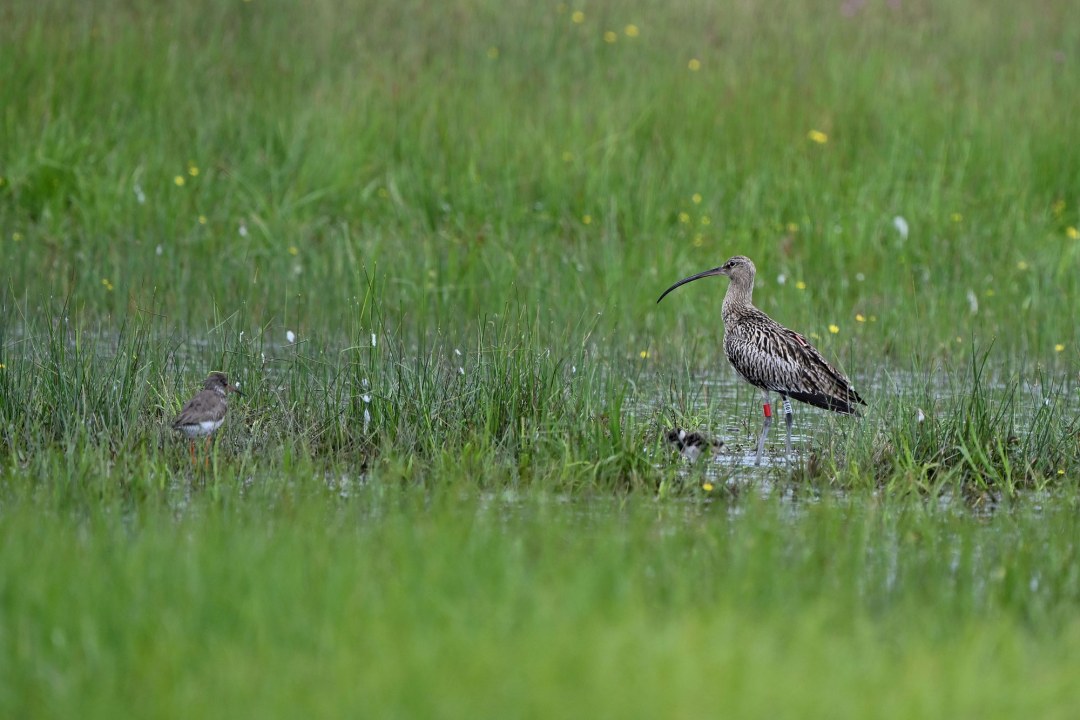 Ein Großer Brachvogel steht im hohen Gras eines Feuchtgebiets, während ein Rotschenkel und ein Kiebitzküken im Hintergrund zu sehen sind  | © Peter Zach