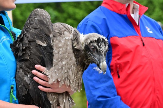 Magdalena Deelmann mit Bartgeier Generl | © Hansruedi Weyrich