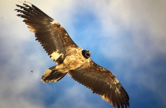 Nepomuk |© Hans Glader