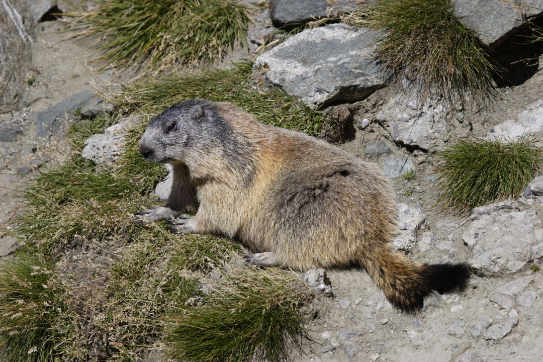 Murmeltier | © Marcus Bosch