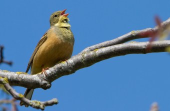 Ortolan-singt-vor-Blau |© Markus Glaessel