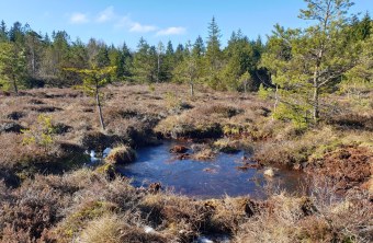 Ebenbergfilz | © Sabine Tappertzhofen