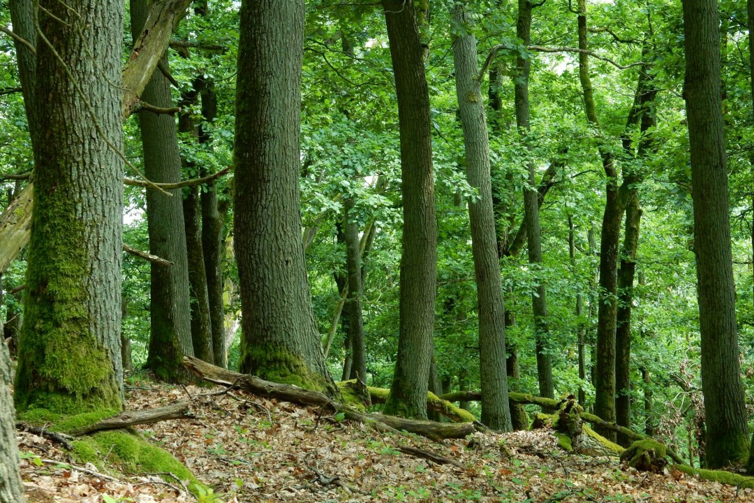 Eichenwälder am Scheuchenberg östlich von Regensburg | © Christian Stierstorfer
