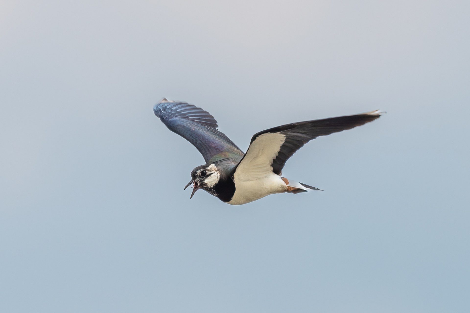 Fliegender Kiebitz | © Marcus Meyer