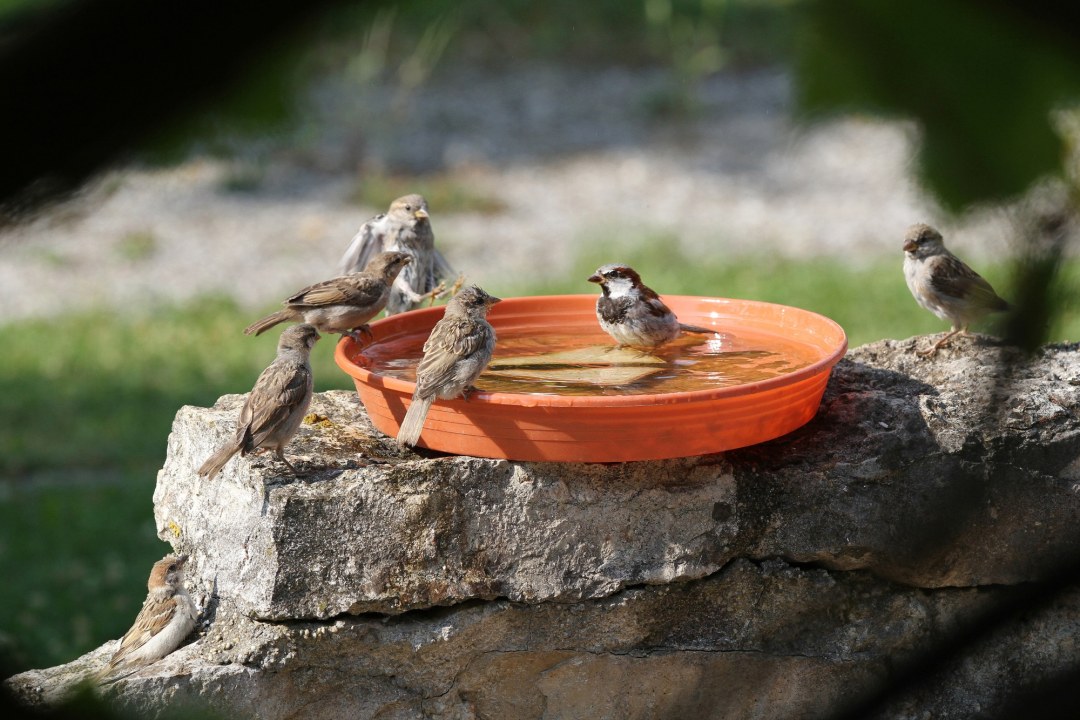 Haussperlinge an Vogeltränke | © Johann Kögelmeier