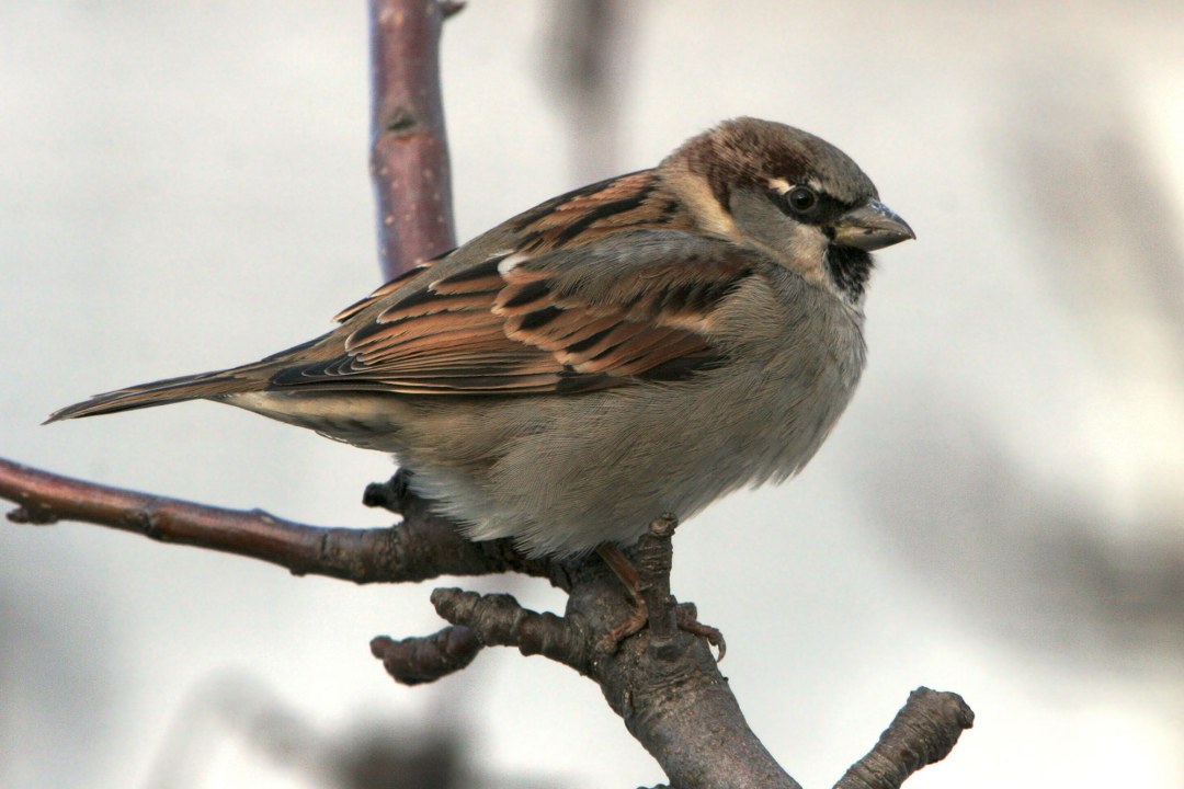 Haussperling auf Ast | © Zdenek Tunka