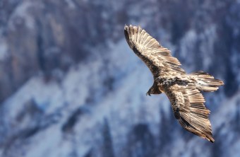 Nepomuk am Jenner am 31. Januar 2026 | © Christian Steiger