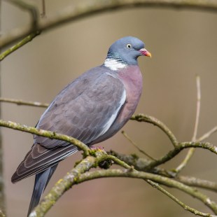 Ringeltaube | © Ralph Sturm