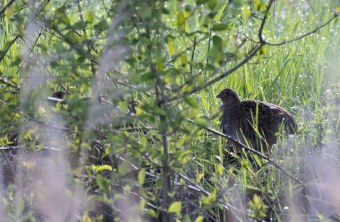 Coburg | © Ronny Köhler (Coburg)