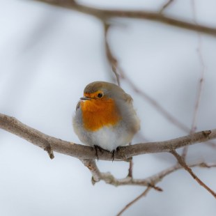 Rotkehlchen auf einem dicken Ast | © Manuela Rauschning