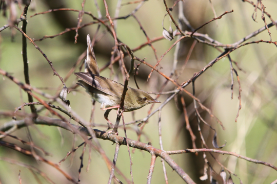 Schlagschwirl, halb verdeckt im Geäst | © Dr. Christoph Moning