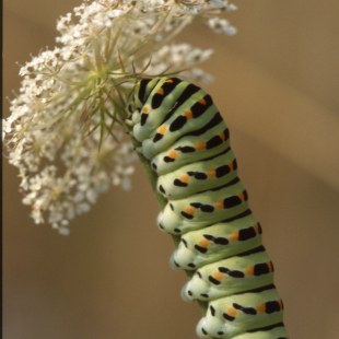 Schwalbenschwanzraupe | © E. Pfeuffer