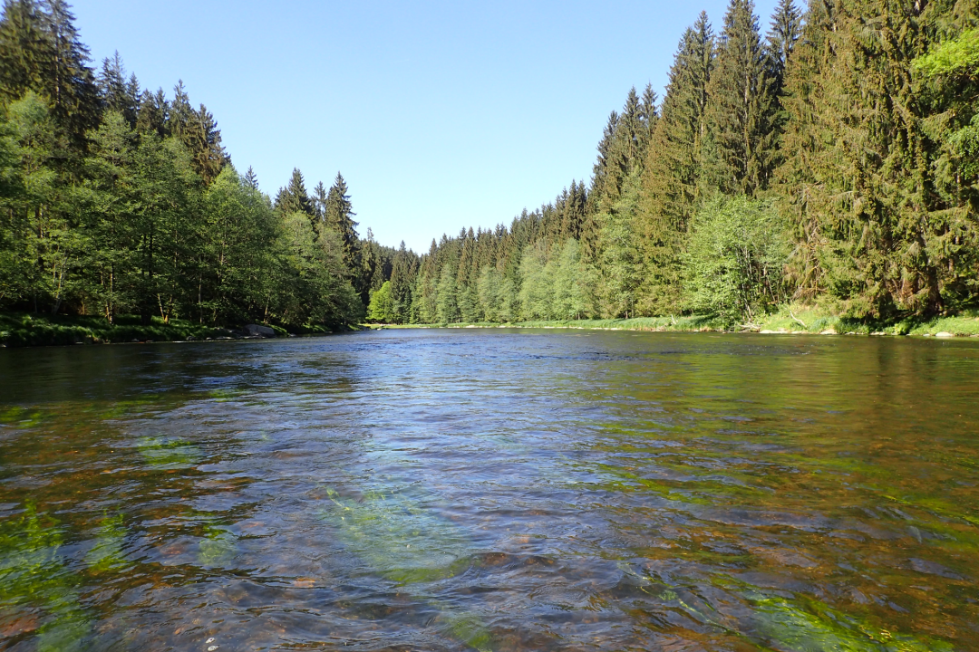 Der Fluss Schwarzer Regen im Gebiet Oberaukiel | © Malvina Hoppe