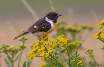 Schwarzkehlchen-Männchen sitzt auf gelber Blume | © Gunther Zieger