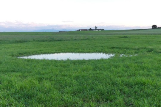 Seige für den Kiebitz im Feld | © Margit Böhm