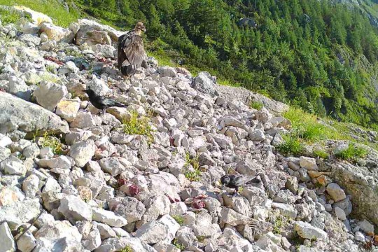 Sisi das erste mal am Futterplatz 1 | © Nationalparkverwaltung und LBV