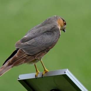 Sperber | © Theodor Behringer