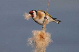 Stieglitz bzw. Diestelfink stizt an einem dünnen Strauch und frisst die Samen | © Zdenek Tunka