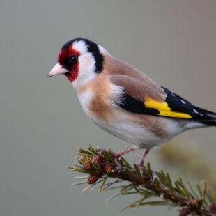 Stieglitz auf einem Nadelbaum-Zweig im seitlichen Profil, der Kopf ist auf der linken Seite | © Heinz Tuschl
