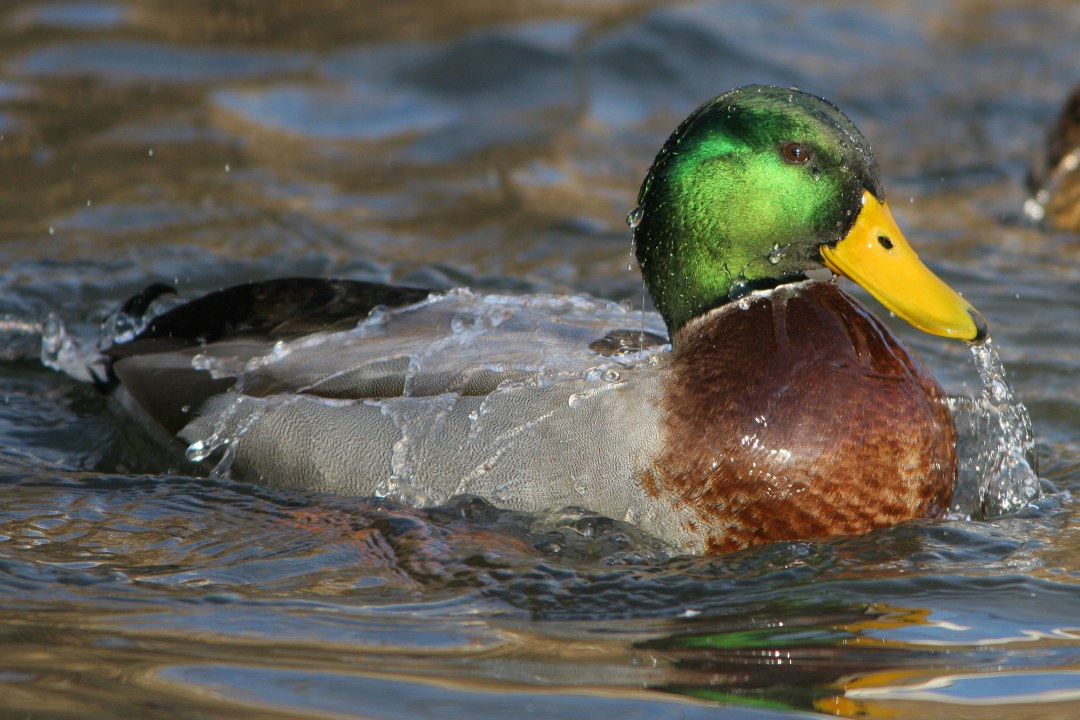Männliche Stockente scheint gerade aus dem Wasser aufgetaucht zu sein | © Zdenek Tunka