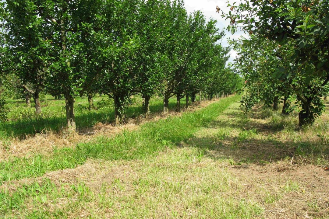 Streuobstwiese | © Thomas Staab