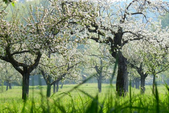 Streuobstwiese | © Thomas Staab