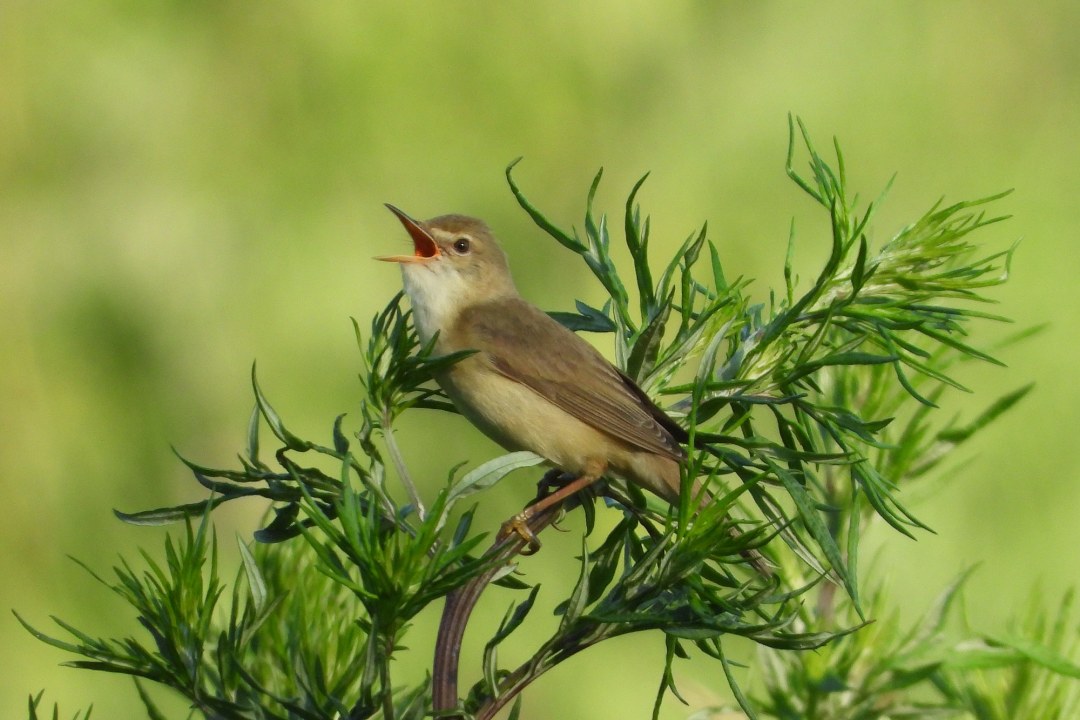 Sumpfrohrsänger in Blühfläche | © Hartwig Brönner