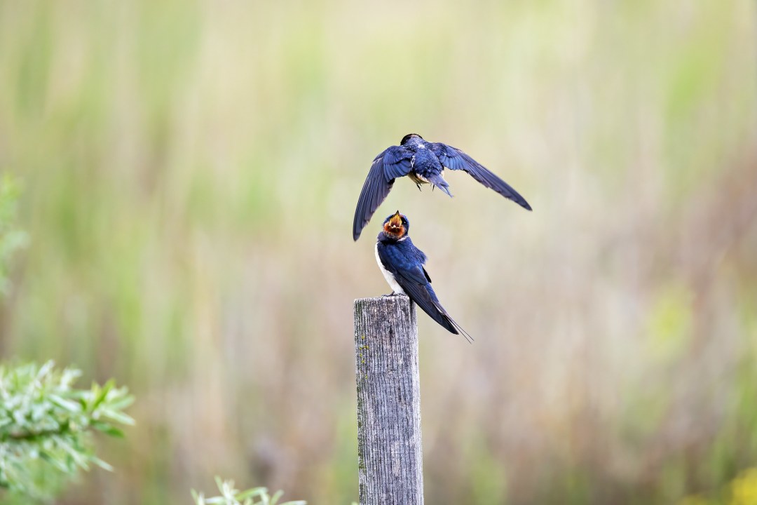 Rauchschwalben | © Petra Adam