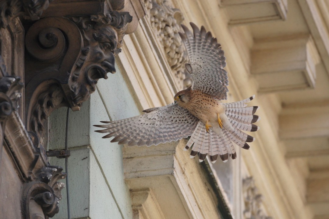 Turmfalke im Anflug auf ein Gebäude | © Zdenek Tunka