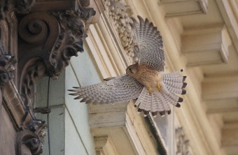 Turmfalke im Anflug auf ein Gebäude | © Zdenek Tunka