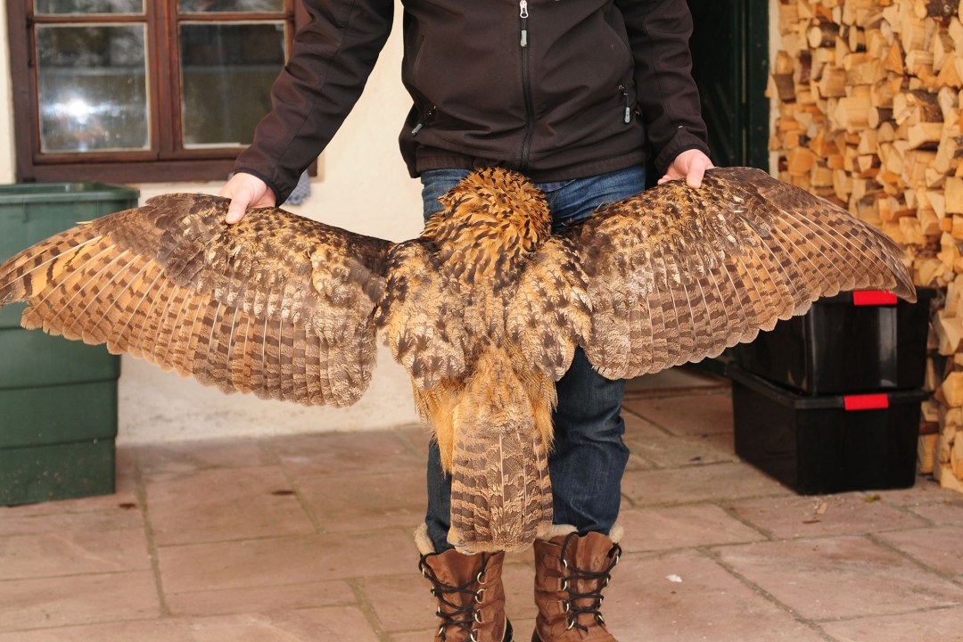 Totfund Uhu-Männchen mit aufgespannten Flügeln | © LBV