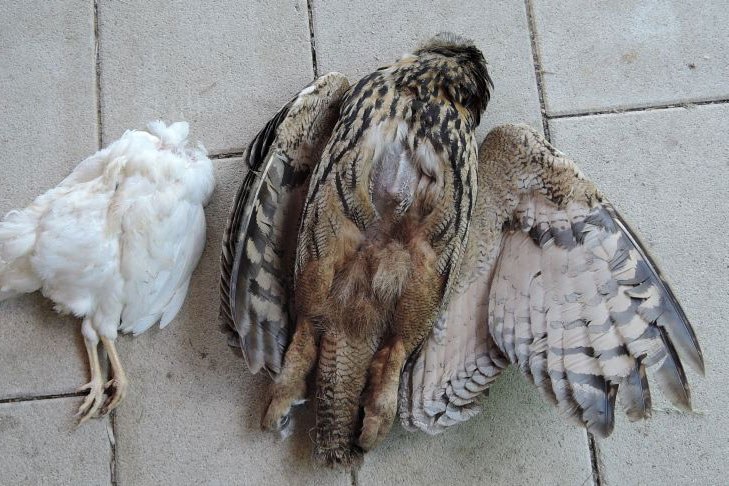 Uhu mit Huhn vergiftet | © LBV