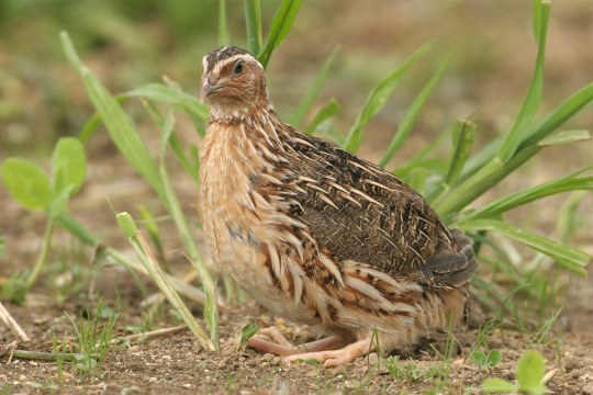 Wachtel schaut frontal in Kamera | © Dieter Hopf