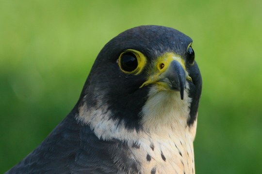 Wanderfalke | © Z. Tunka