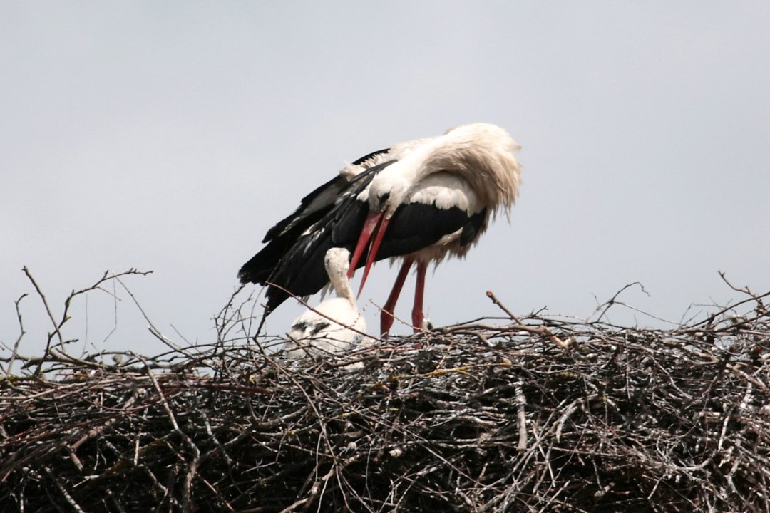 Weißstorch füttert Jungvogel im Nest | © Richard Straub