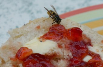 Wespe sitzt auf einem Marmeladenbrötchen und frisst an der süßen Marmelade | © Peter Bria