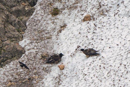 Wiggerl und Vinzenz im Schnee  |© Christian Steiger