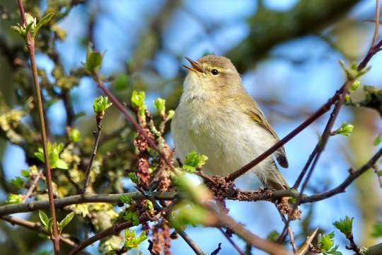 Zilpzalp singt im Baum | © Gabriele Heckwolf