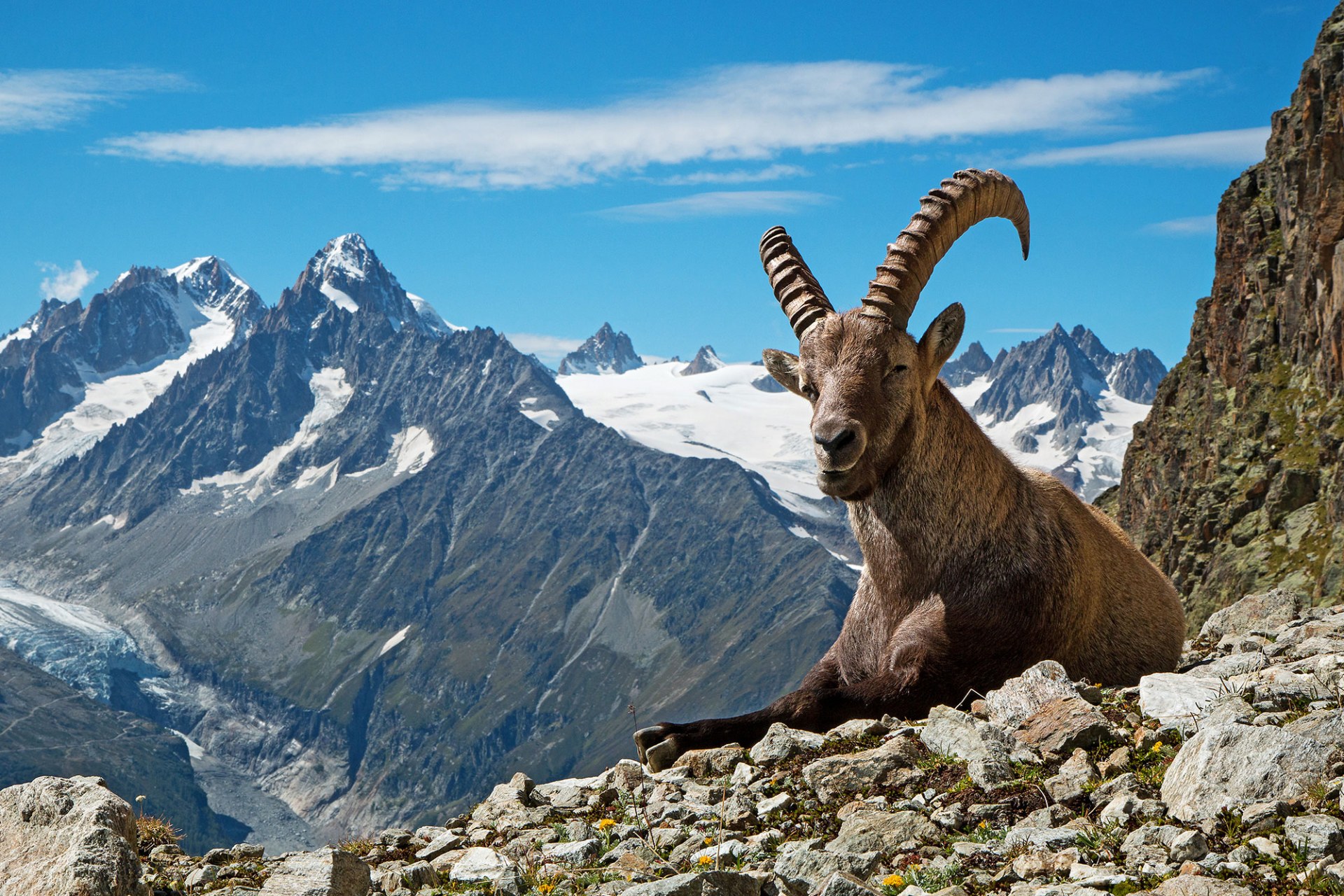 Alpensteinbock | © Jean-Michel Deborde (Adobe Stock)
