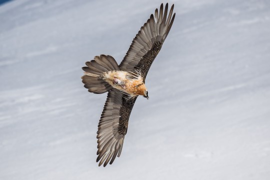 Bartgeier im Flug | © Kevin Gundi