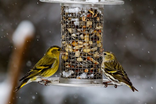 Zwei Erlenzeisige sitzen an einer Futtersäule, im Hintergrund schneit es | © Max Assenbrunner
