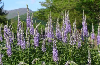 Langblättriger Ehrenpreis | © Melinda Young Stuart
