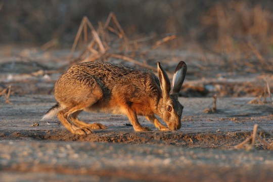 Feldhase im Sonnenlicht |© Zdenek Tunka