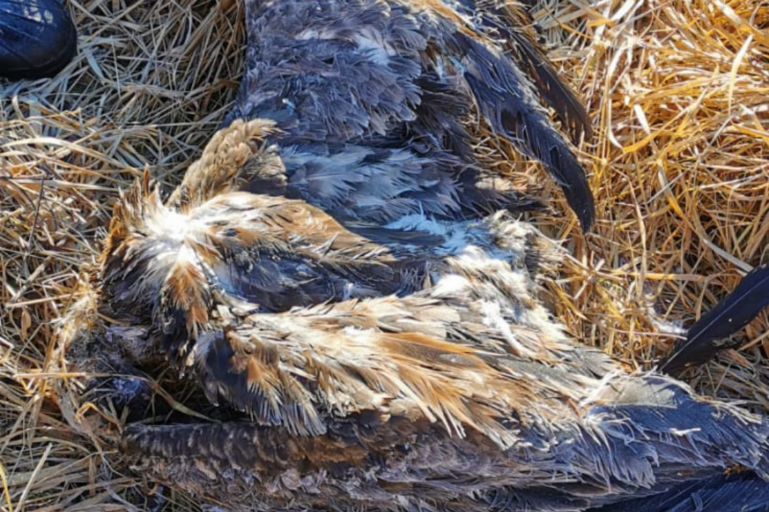 Gänsegeier | © LBV