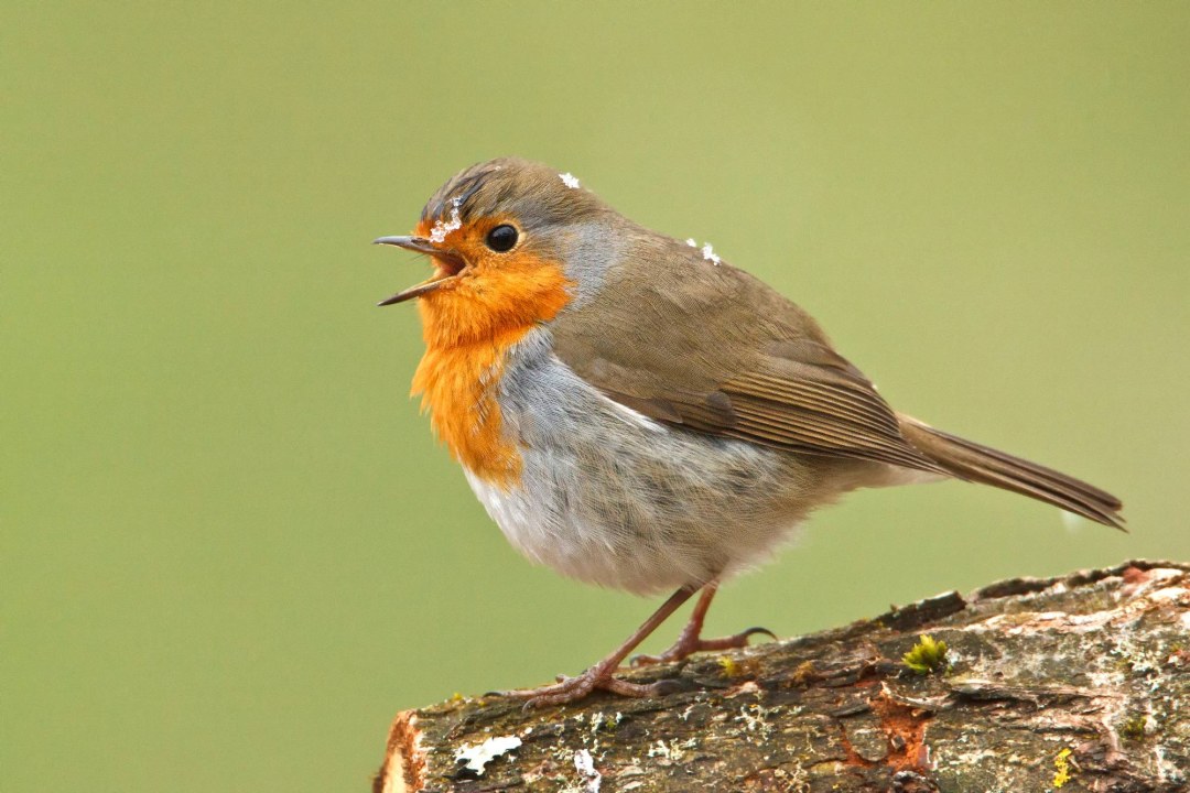 Singendes Rotkehlchen sitzt auf einem Baumstamm | © Rosl Roessner