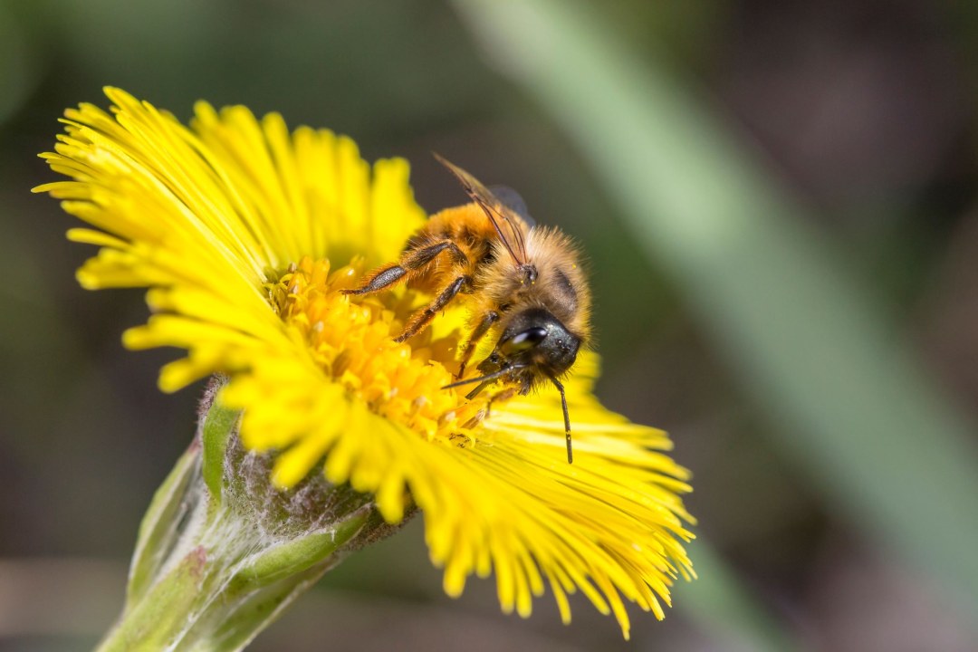 Rote Mauerbiene | © Ralph Sturm