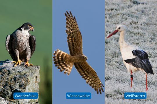 Wanderfalke, Wiesenweihe und Weißstorch