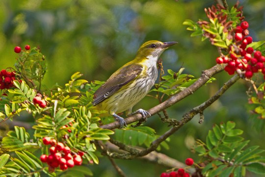 Ein weiblicher Pirol sitzt auf einem Ast voller roter Beeren | © Andreas Hartl